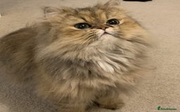 Persian cats for sale: Persian kittens  - Image 7