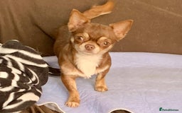 Chihuahua dogs for sale: Russian CHAMPION Apple head/Chihuahuas - Image 6