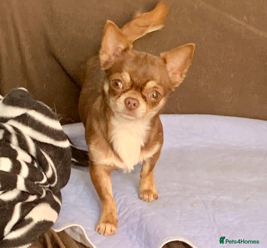 Chihuahua dogs for sale: Russian CHAMPION Apple head/Chihuahuas - Image 6