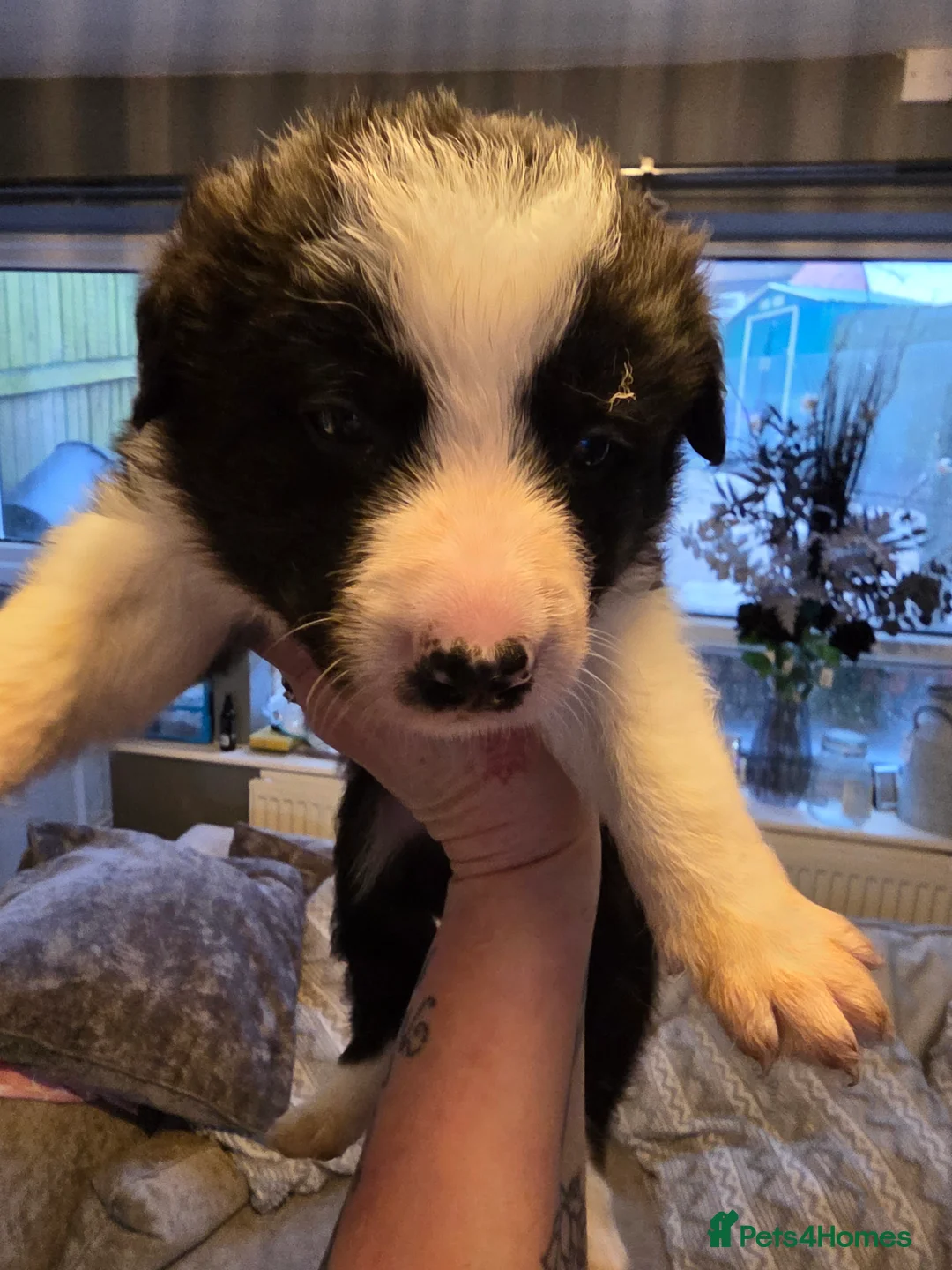Border Collie dogs for sale: Beautiful border collie pups  in Bolton - Advert 1