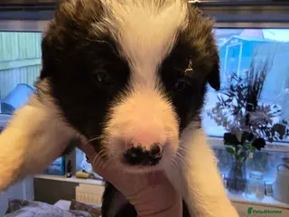 Border Collie dogs Beautiful border collie pups in Bolton - Advert 1