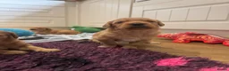 Golden Retriever dogs for sale: KC working line from health tested parents  in Saltburn-by-the-Sea - Advert 9