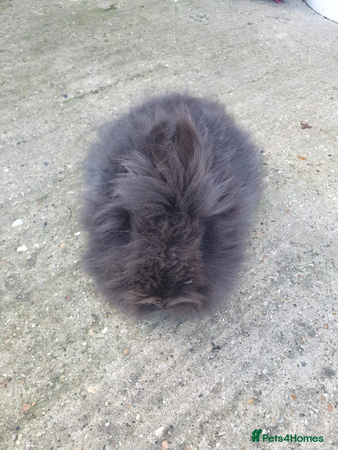 Lionhead rabbits for sale: Pure Lionhead Rabbit For Sale in Luton - Advert 5