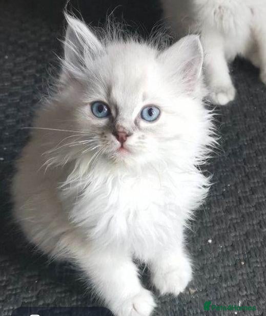 Ragdoll cats Pure beautiful Ragdoll looking for a new home - Advert 2