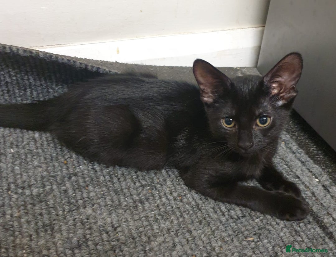 Mixed Breed cats for sale: 5 sweet and purr-fect chocolate brownie babies 🐾 - Image 22