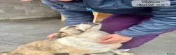 Mixed Breed dogs for adoption: Alice, 6 yrs approx. Available for adoption. in Brixham - Advert 3