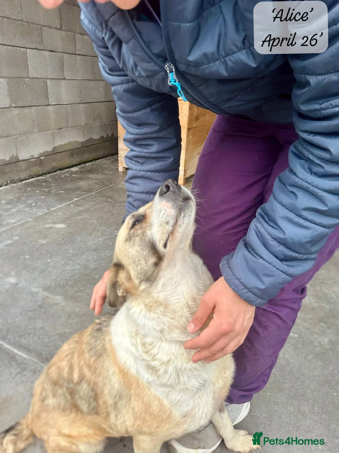 Mixed Breed dogs for adoption: Alice, 6 yrs approx. Available for adoption. in Brixham - Advert 3