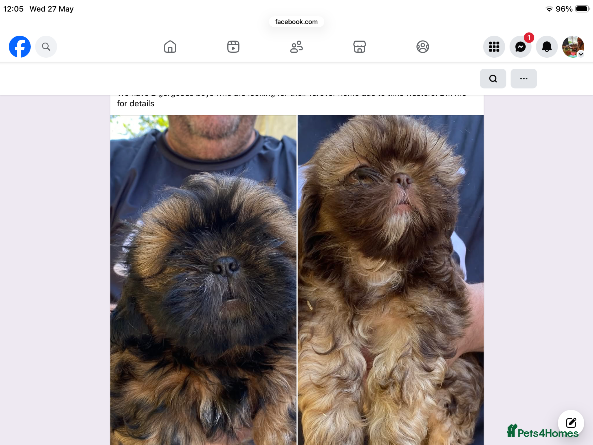 Shih Tzu dogs Furbabies - Advert 1
