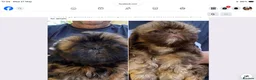 Shih Tzu dogs for sale: Furbabies - Advert 1