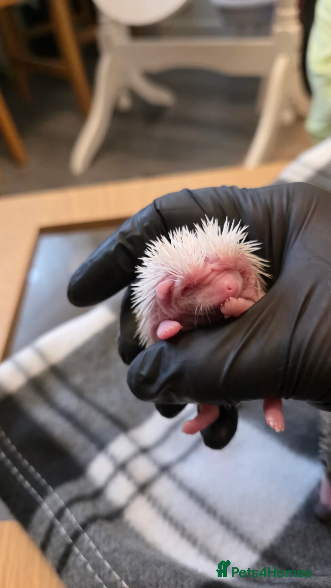 Pygmy Hedgehog rodents for sale: African Pygmy hedgehog babies - Advert 9