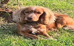 Cocker Spaniel dogs for sale: Show type Cockers  - Image 2