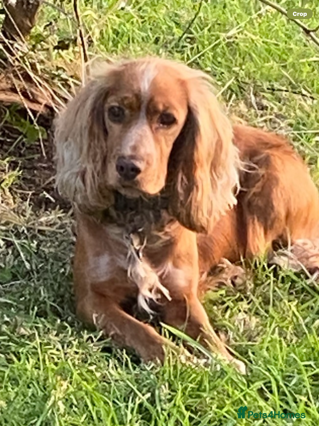 Cocker Spaniel dogs for sale: Show type Cockers  - Image 2
