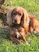 Cocker Spaniel dogs - Advert 9