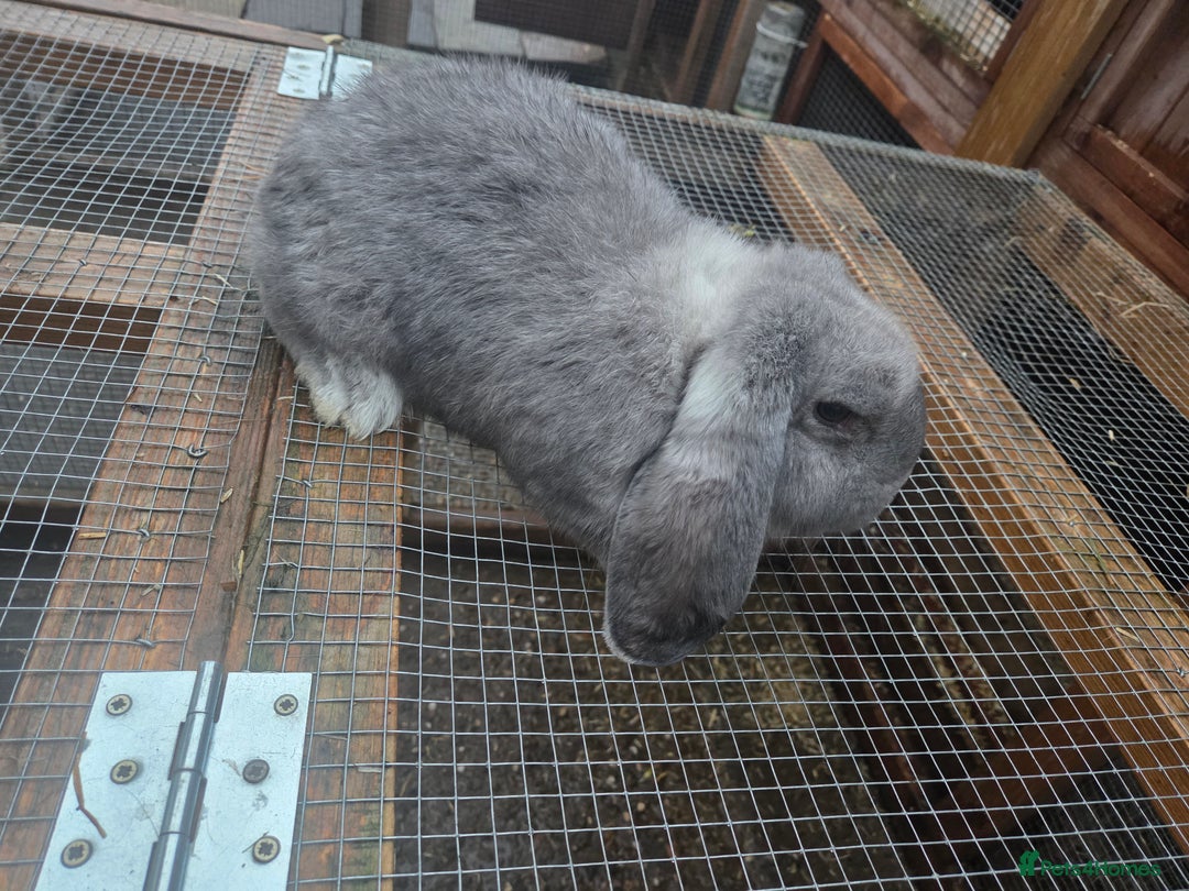 French Lop rabbits for sale: Chin doe - Advert 2