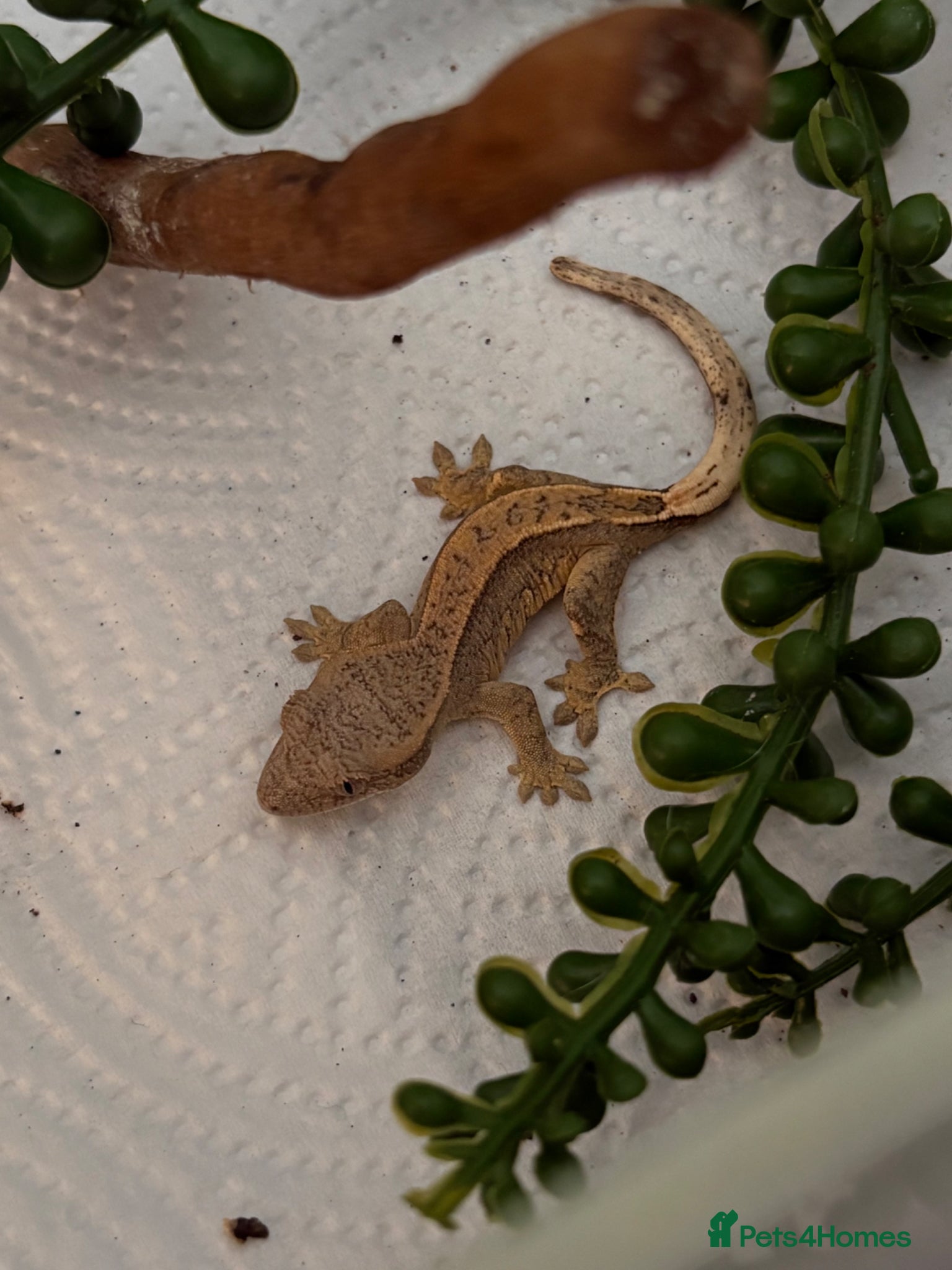 Gecko reptiles 🦎Crested geckos available mixed morphs🦎 - Advert 1