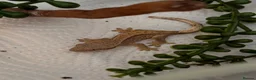 Gecko reptiles for sale: 🦎Crested geckos available mixed morphs🦎 in Birmingham - Advert 1