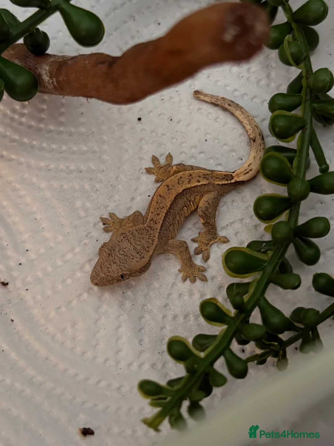 Gecko reptiles for sale: 🦎Crested geckos available mixed morphs🦎 in Birmingham - Advert 1