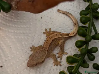 Gecko reptiles 🦎Crested geckos available mixed morphs🦎 - Advert 1