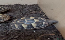 Hermann Tortoise reptiles for sale: Hermann Tortoise Hatchlings  - Image 2
