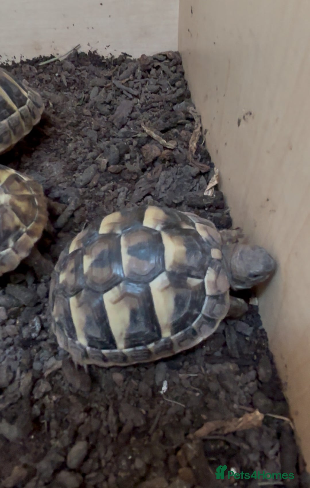 Hermann Tortoise reptiles for sale: Hermann Tortoise Hatchlings  - Image 2