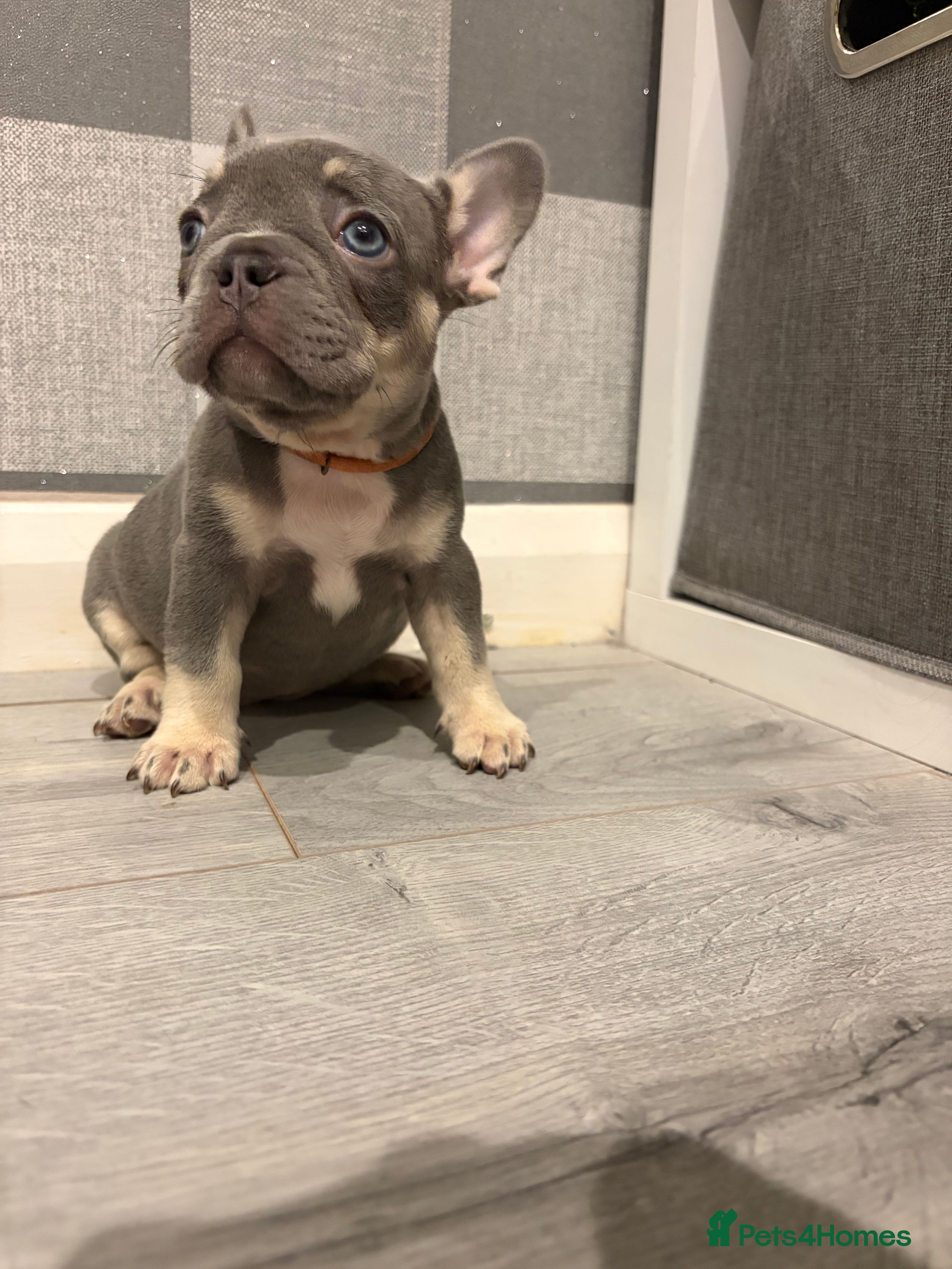French Bulldog dogs All reserved French bulldog puppies kc reg - Advert 1