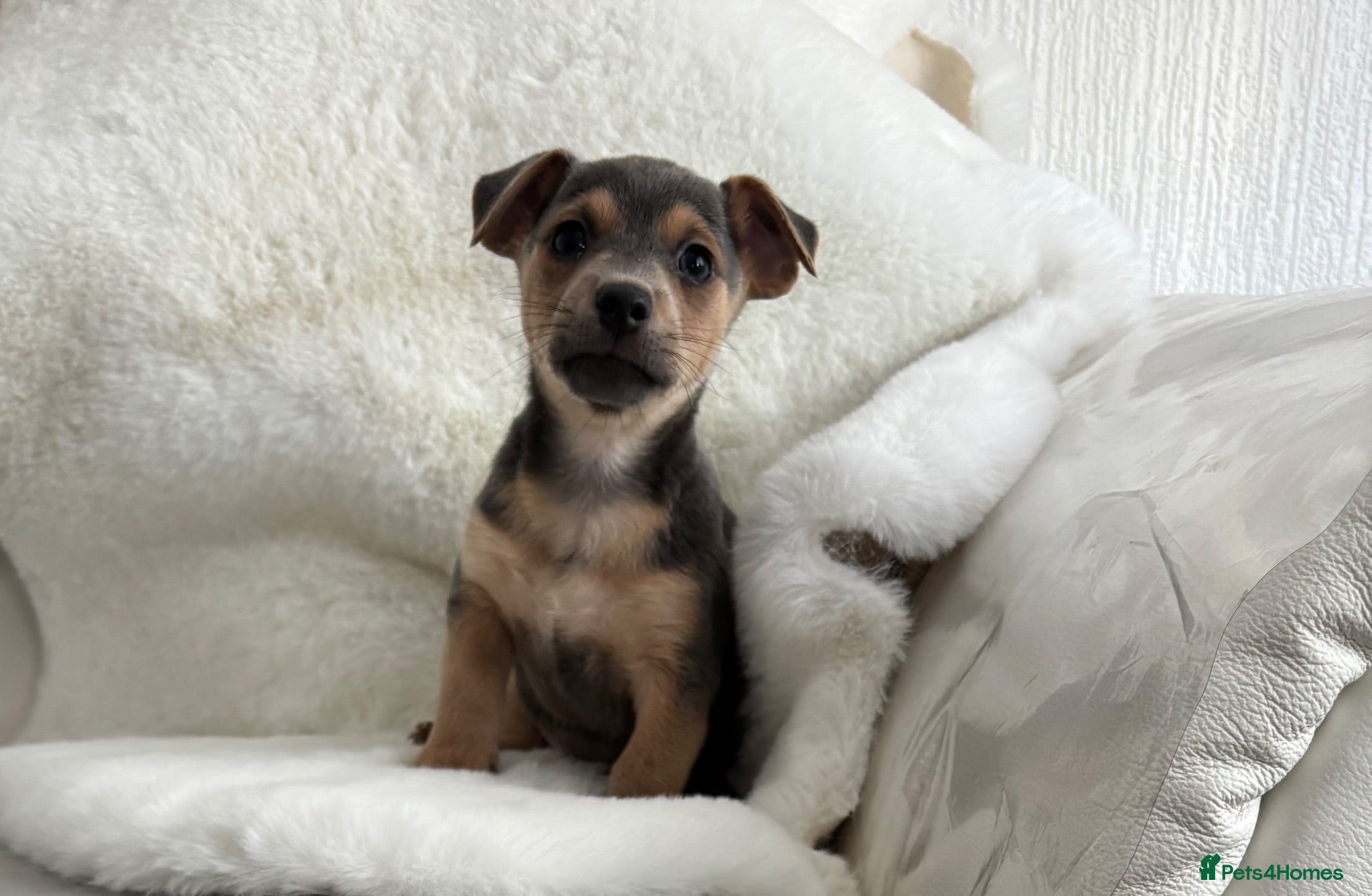 Jack Russell dogs Blue and tan + lilac and tan mini Jack Russell  - Advert 1