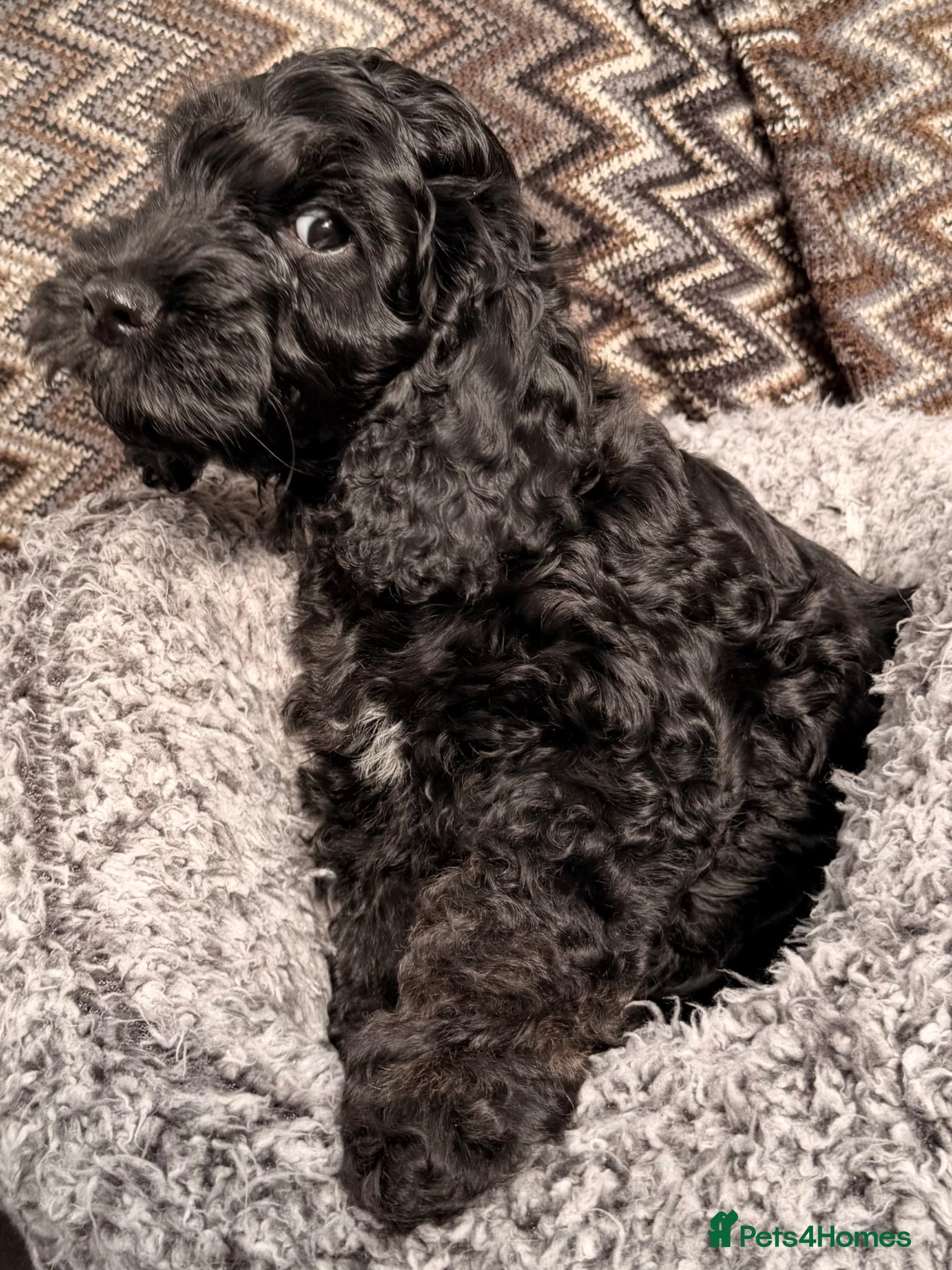 Cockapoo dogs F1 Cockapoo Puppies - Advert 6