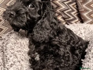 Cockapoo dogs F1 Cockapoo Puppies - Advert 6