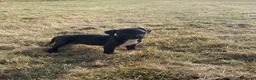 Staffordshire Bull Terrier dogs for sale: Gorgeous Staffordshire bullterrier pups - Advert 2