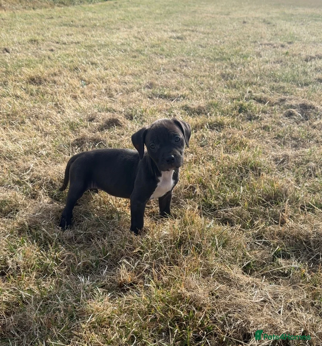 Staffordshire Bull Terrier dogs for sale: Gorgeous Staffordshire bullterrier pups - Advert 2