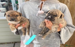 Mixed Breed dogs for sale: Gorgeous Presa X Doberman only 7/10 remaining!! - Image 4