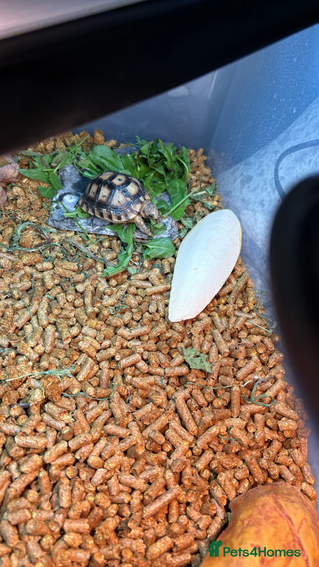 Tortoise reptiles for sale: Mediterranean spur thighed tortoise + set up  - Advert 2