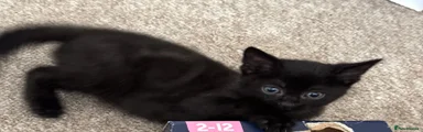 Siamese Kitten 1