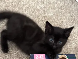 Siamese cats Cute Siamese Kitties - Advert 21