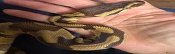 Python Snake reptiles for sale: Puzzle het pied snake for sale 1 year old  - Advert 3
