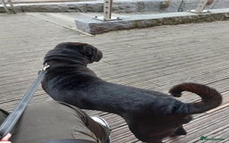 Shar Pei dogs for sale: Shar pei - Image 2