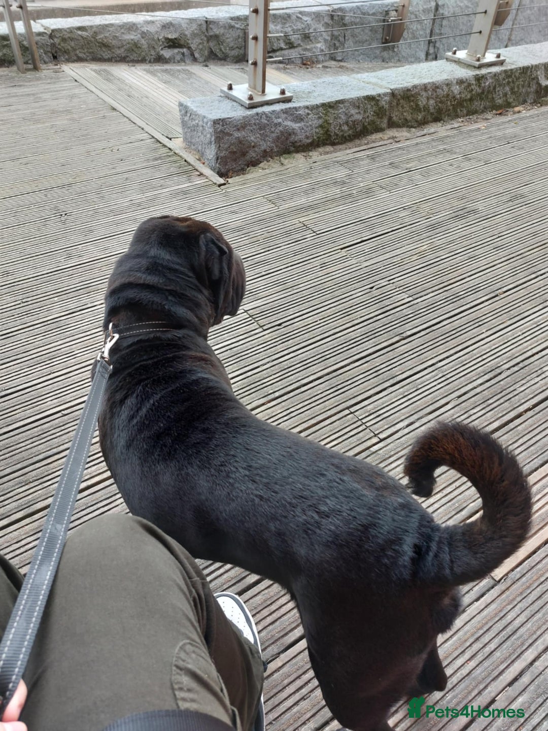 Shar Pei dogs for sale: Shar pei - Image 2