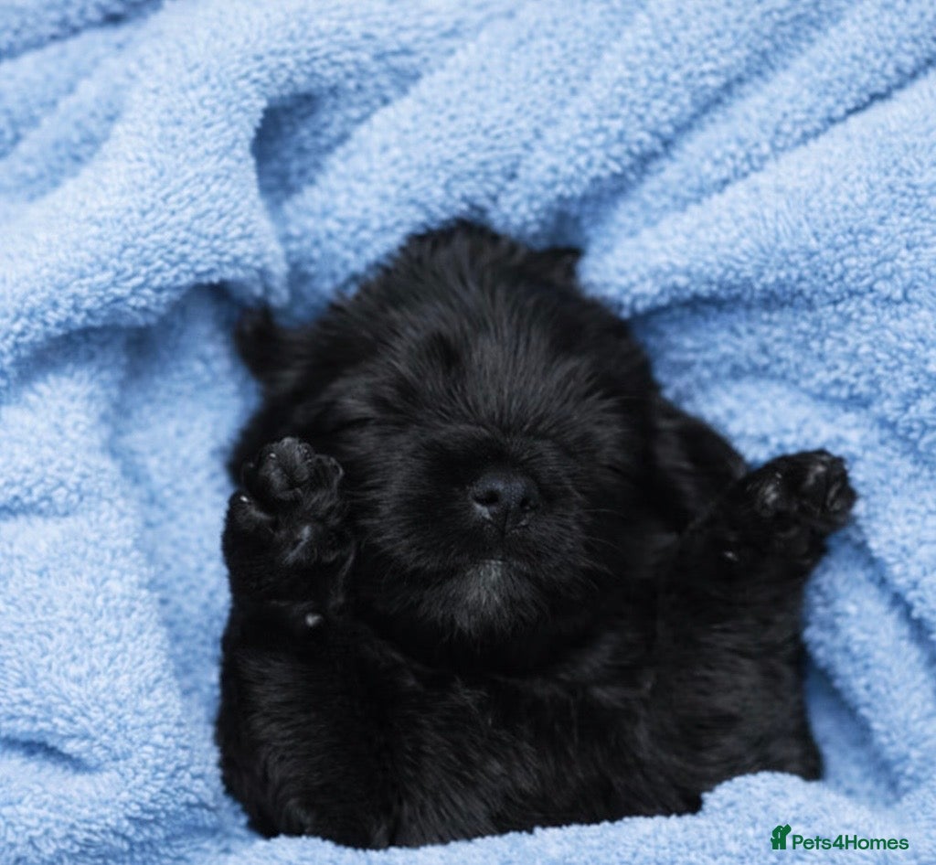 Cockapoo dogs F1BB Cockapoo Puppies Blue Merle, Apricot & Black - Advert 2