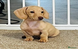 Dachshund dogs for sale: Miniature smooth haired cream dachshund puppy male - Image 7