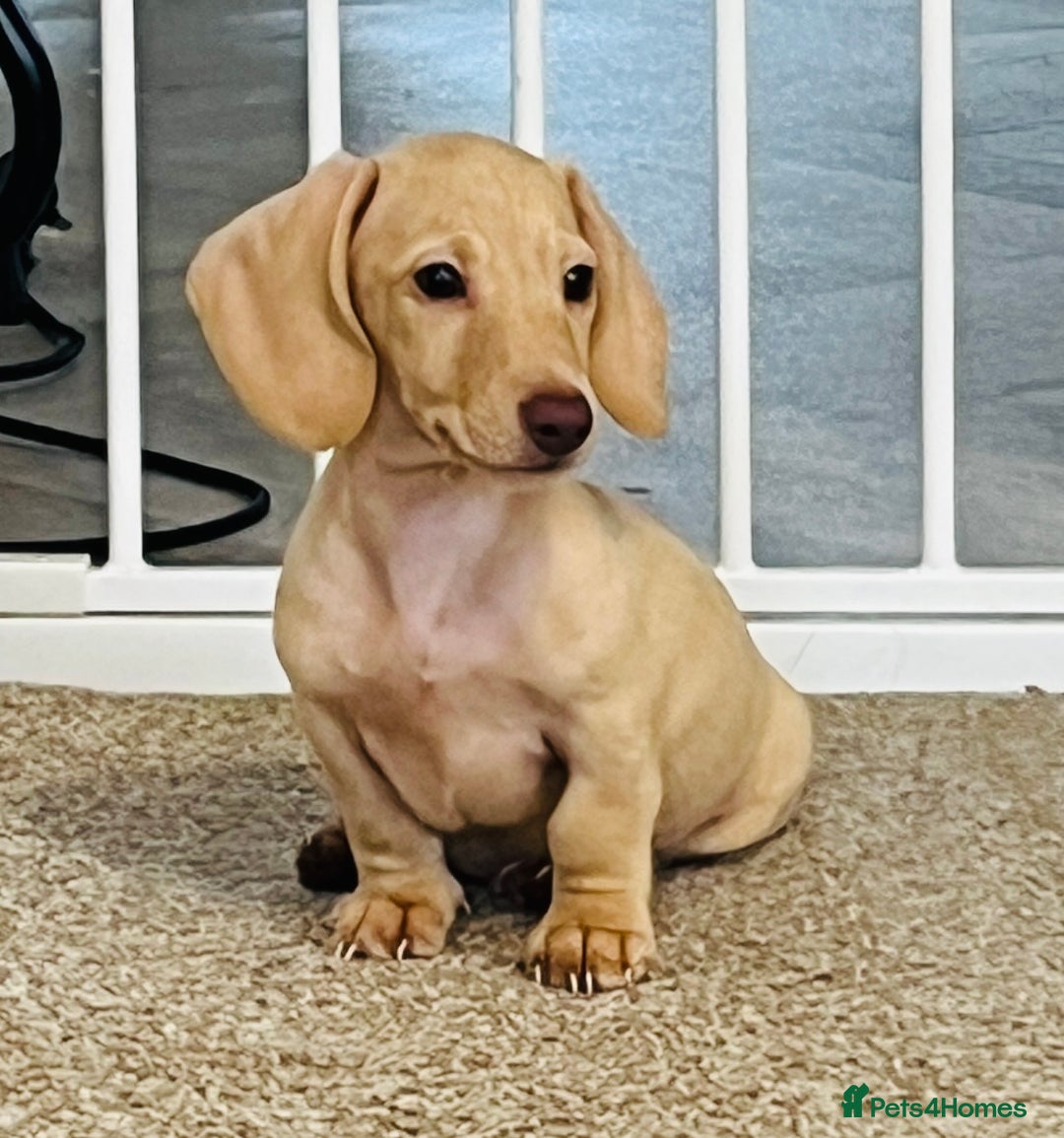 Dachshund dogs for sale: Miniature smooth haired cream dachshund puppy male - Image 7