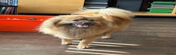 Pomeranian dogs for sale: Pomeranian little boy needs permanent loving home  - Advert 5