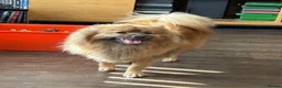 Pomeranian dogs for sale: Pomeranian little boy needs permanent loving home  - Advert 5