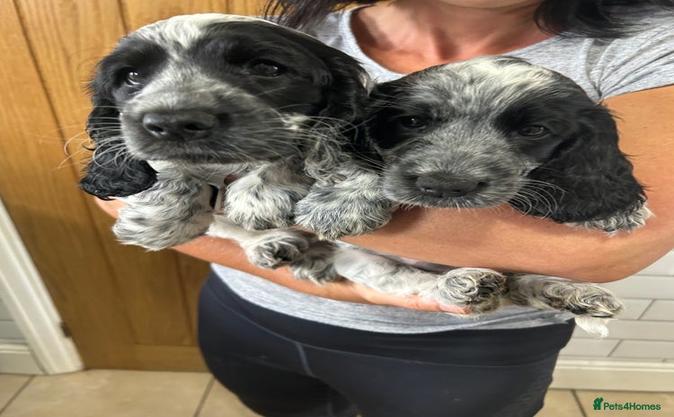 Cocker Spaniel dogs - Advert 3