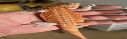Bearded Dragon reptiles for sale: Red hypo trans Genetic Stripe Bearded Dragons - Advert 5