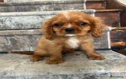 Cavalier King Charles Spaniel dogs for sale: KC King Charles Cavaliers.❤️Heart & Health Tested. - Image 14