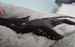 Mixed Breed cats for sale: 4 lovly kittens - Image 26