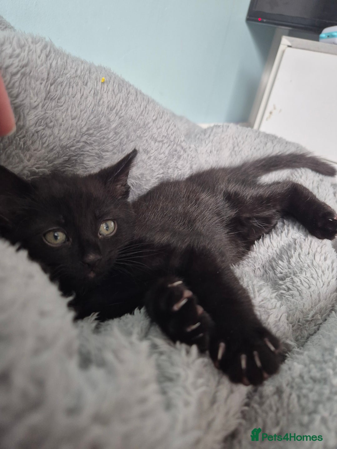 Mixed Breed cats for sale: 4 lovly kittens - Image 26
