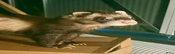 Ferret rodents for sale: Two Friendly Male Ferrets with Cage & Toys - Advert 8