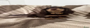 Miniature Dachshund Puppy 1