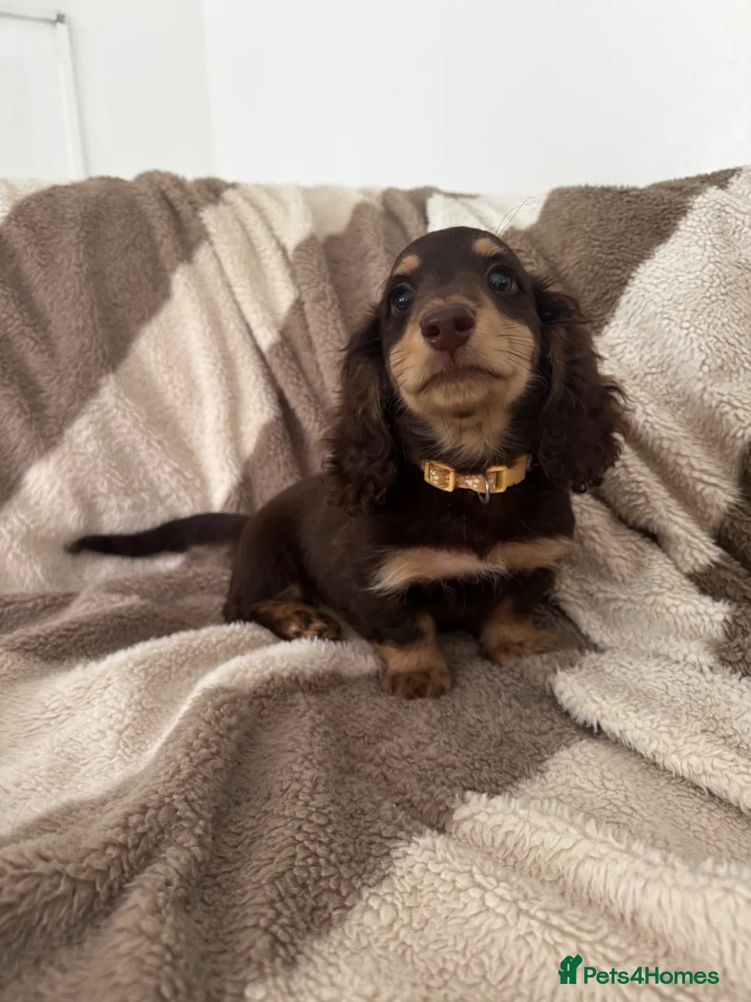 Miniature Dachshund dogs for sale: Miniature dachshund puppies longhaired in Hayling Island - Advert 10